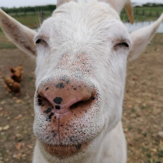 Bouc Bouc