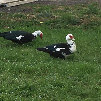 Canards Canards