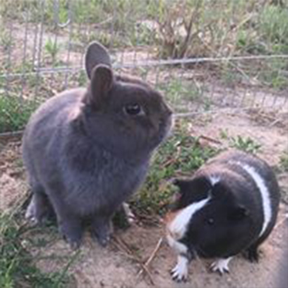 Lapins Lapins