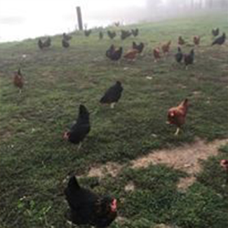 Poules Poules