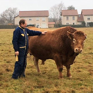 Vache Vache