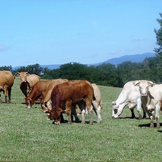 Vache Vache